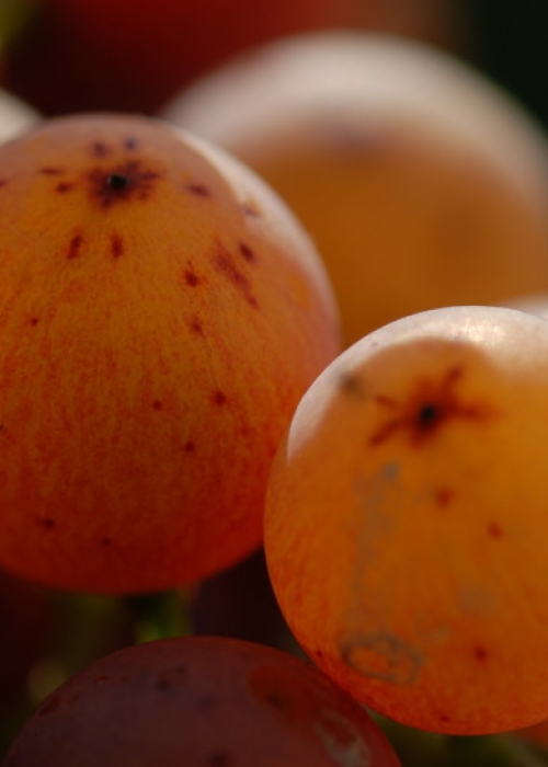 Traminer ANT 1145